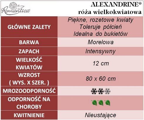 Alexandrine róże wielkokwiatowe